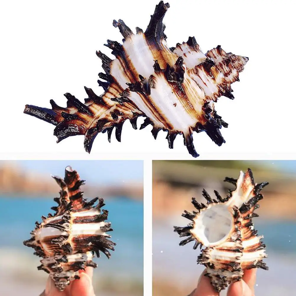 

8-12cm Natural Snail Shell US Black Murex Black Zebra Bone Specimen Conch Sea Shells Nautical Home Decor Aquarium Landscape