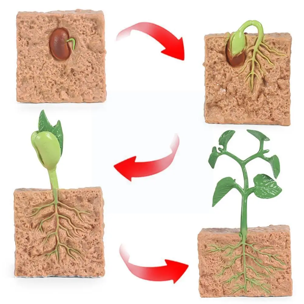 Модель процесса роста растений в виде животных Семена сои детская научная