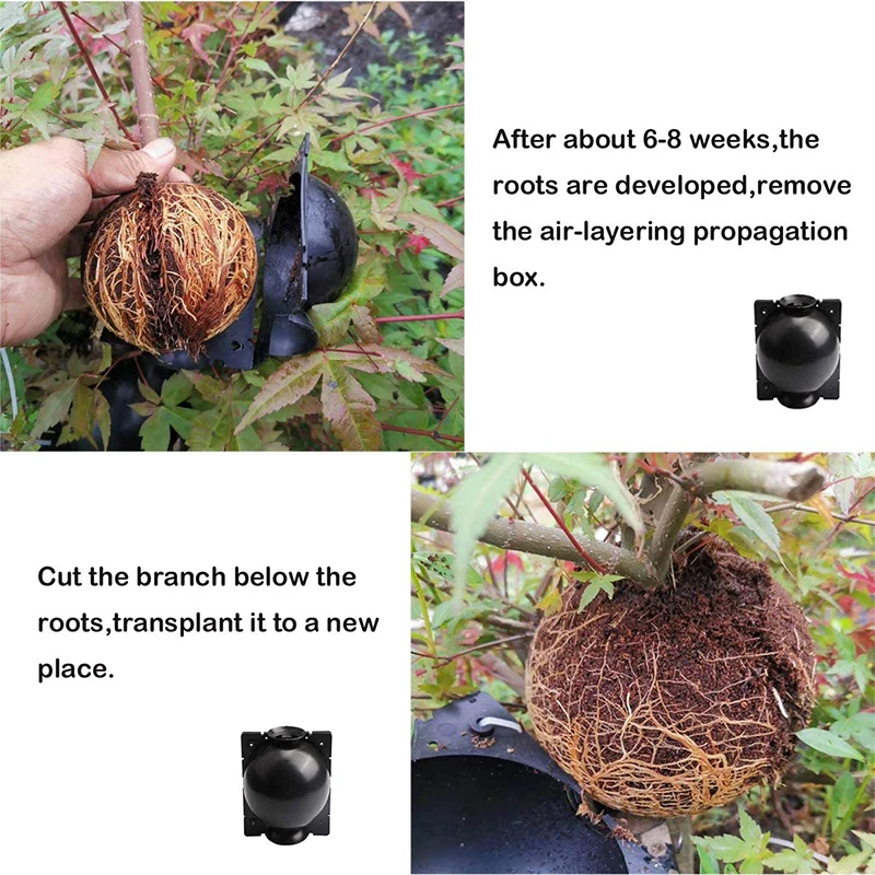 5 шт. завод укоренения мяч прививки гроубокс разведение чехол корня завода для