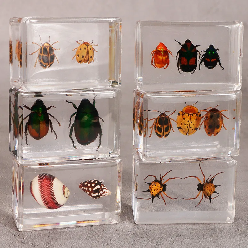 

1 Pcs new real insect specimen, transparent resin, 2 spiders, 2 beetles, and 2 ladybugs decorations for home decor