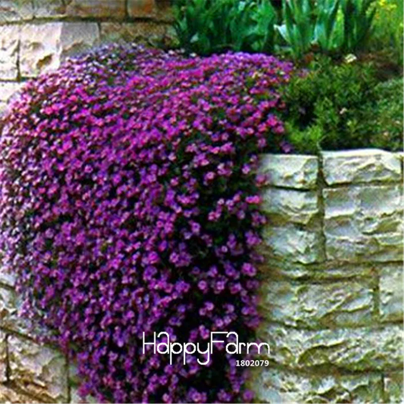 Лидер продаж! 100 шт./лот Aubrieta Rock Cress фиолетовый редкий цветок многолетние растения бонсай легко выращивать groud крышка