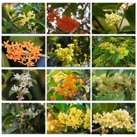 5d diy diamond painting sweet scented osmanthus full round square drill embroidery cross stitch flower mosaic picture home decor