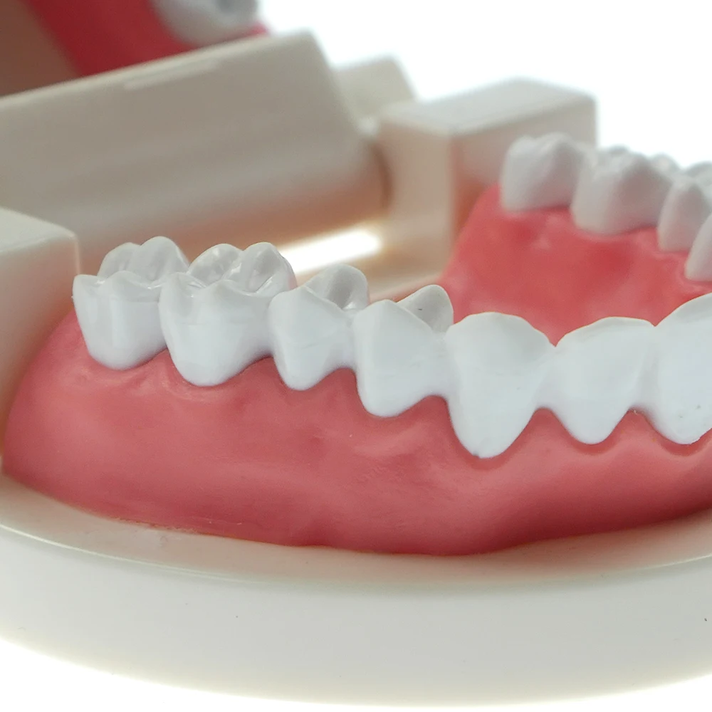 

1Pcs Pro Dental Study Teaching White Teeth Model Tooth Care Oral Medical Education Dentist Equipment Oral Care Tool kindergarten