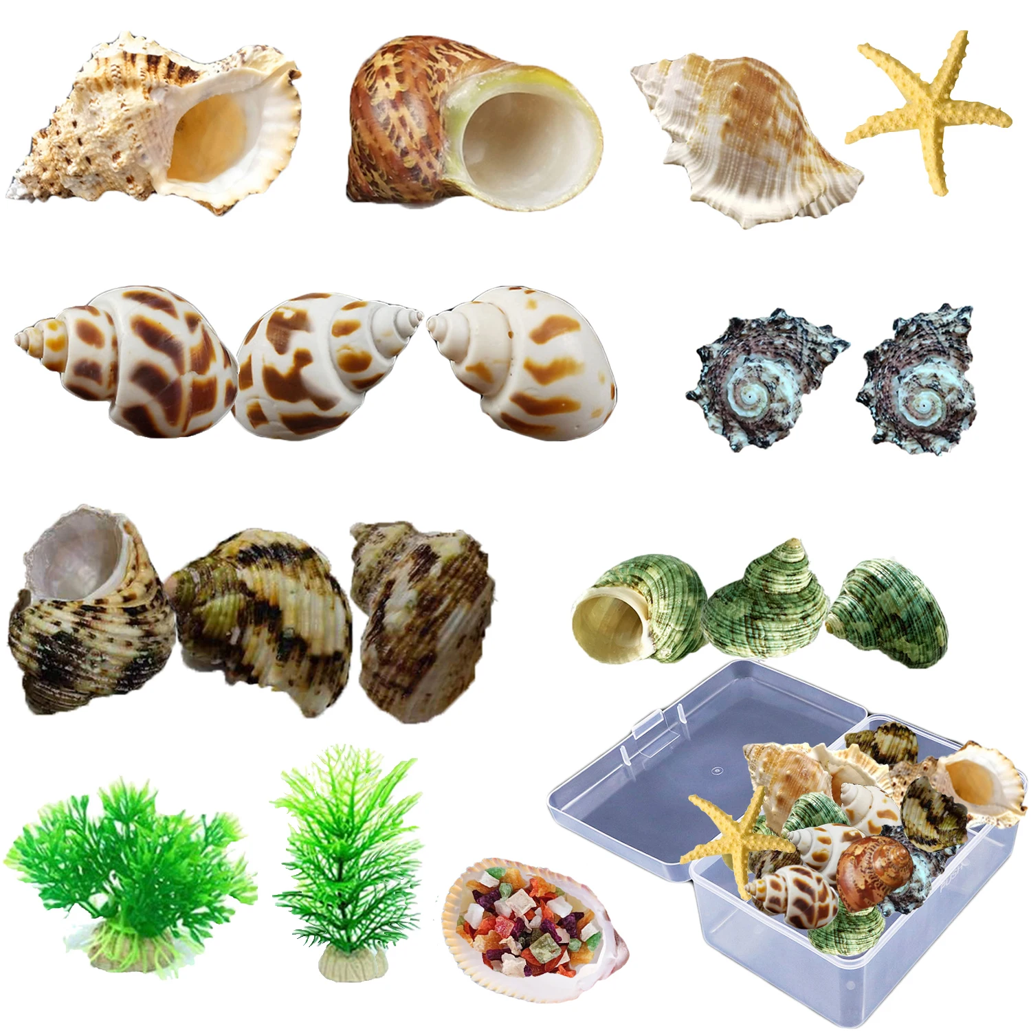 

Hermit Crab Shell 18PCS Large, Medium and Small Natural Growth Turbine Shell, Used for Hermit Crab Species Aquarium Home D