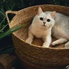 Изображение товара 5