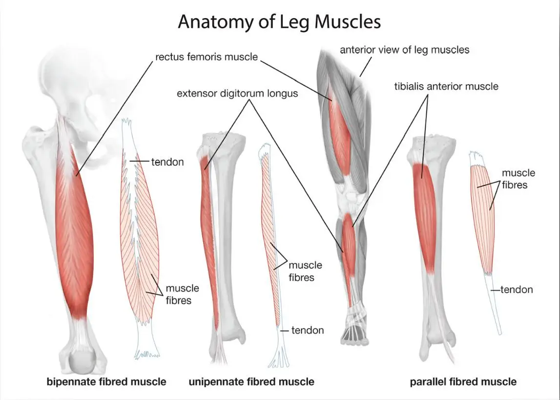 

HUMAN ANATOMY OF LEG MUSCLES Art Film Print Silk Poster Home Wall Decor 24x36inch