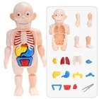 Детские Монтессори 3D анатомическая модель человеческого тела сборка органа DIY головоломка игрушки Обучающие аппараты ранняя развивающая научная игрушка
