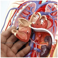 cmam12488 heart blood circulatory system human heart medical teaching anatomical model