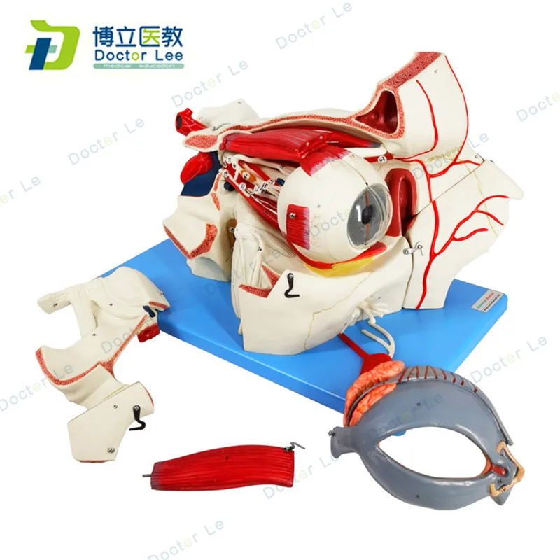 

Human Anatomy Models Sense Organs Eye with Orbit Anatomical Model for Medical Educational Equipments and Supplies