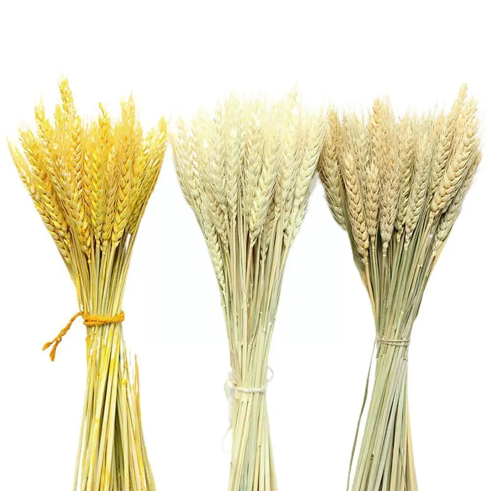 Натуральные колосья пшеницы 10 шт. натуральный цвет букет натуральных цветов для
