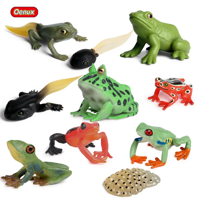 Oenux Simulation Wild Animals Frog Growth Cycle Action Figures Model ...
