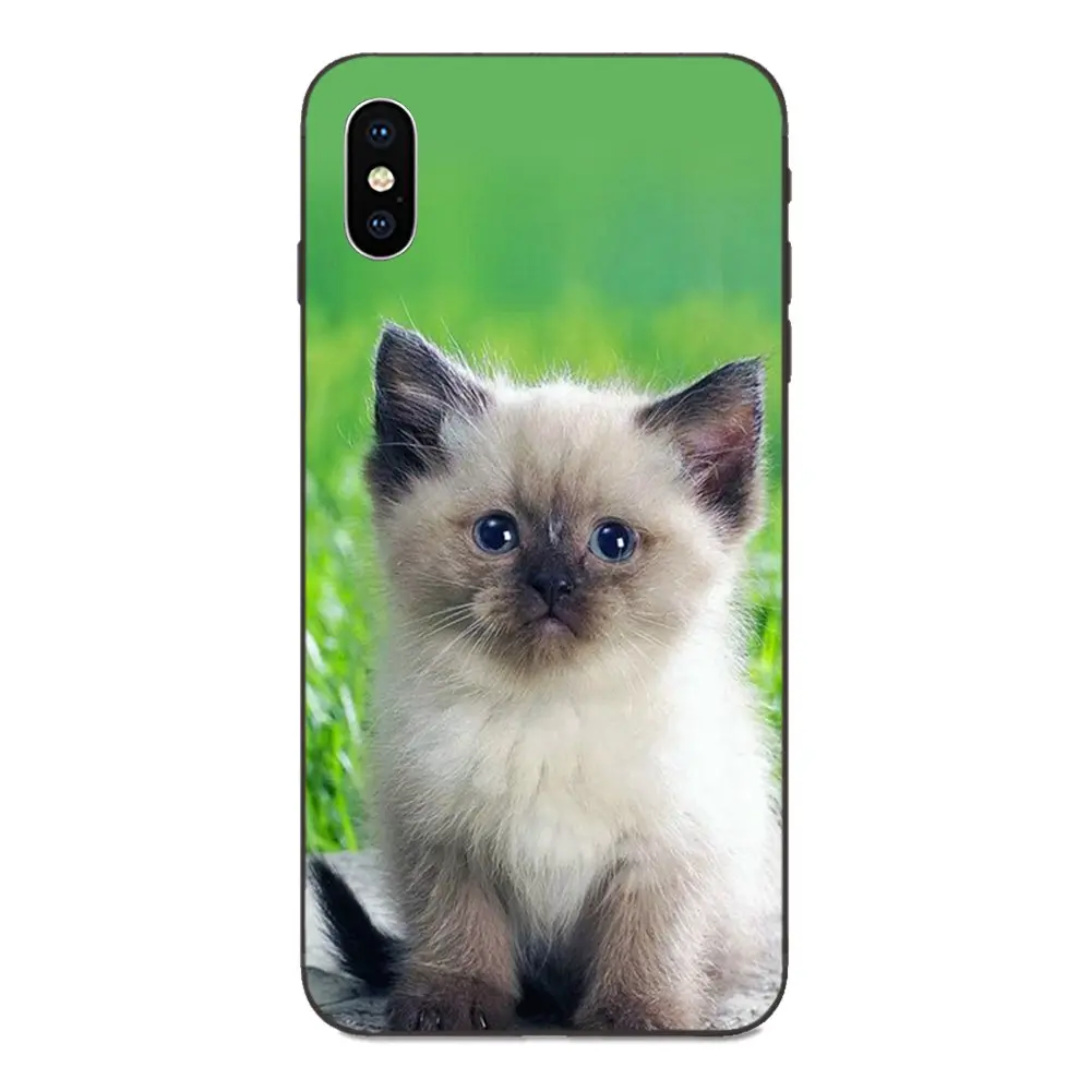 ТПУ Модный чехол для Apple iPhone 4 4S 5 5S SE 6 6S 7 8 Plus X XS Max XR Pet Ragdoll Cat Blue Eyes | Мобильные