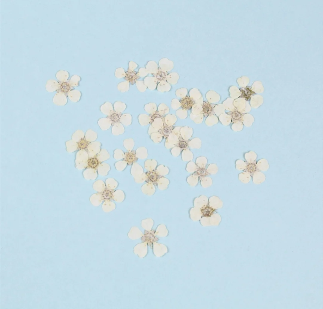 

100pcs Pressed Dried Sorbaria sorbifolia Flower For Epoxy Resin Jewelry Making Makeup Face Nail Art Craft DIY Accessories