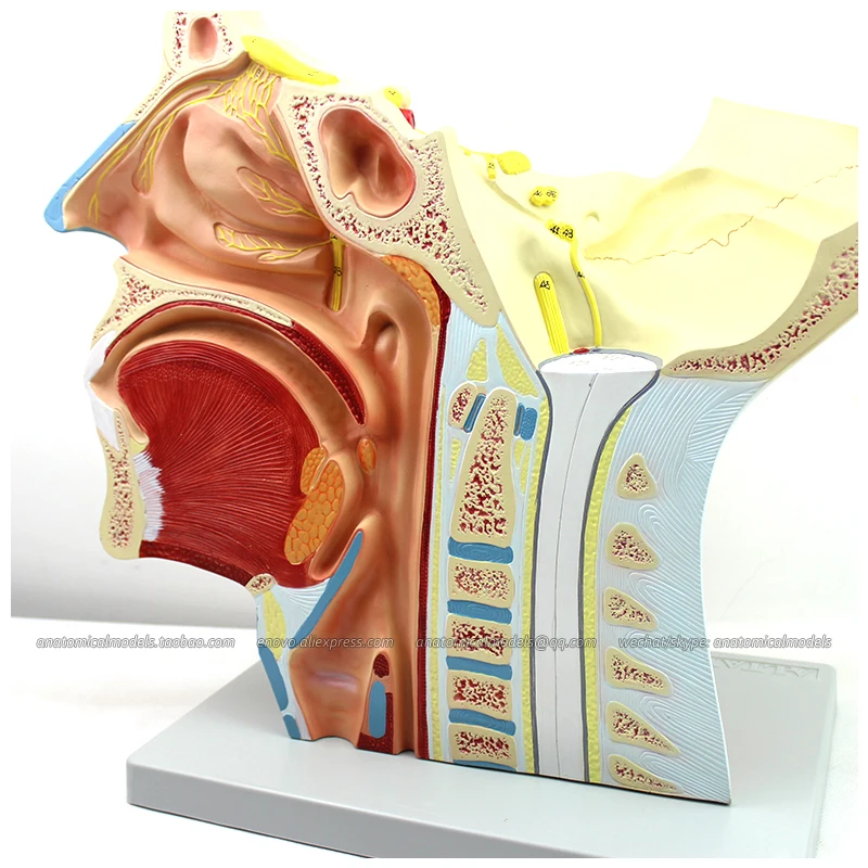 12400/человеческая черепная и Вегетативная Анатомия нервов средства для обучения