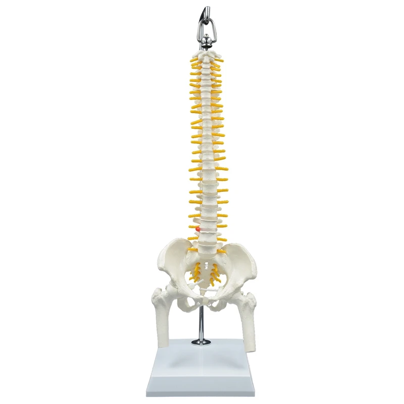 45CM Human Spine with Pelvis Model Anatomical Anatomy Medical Spinal Column Model+Stand Flexible | Инструменты