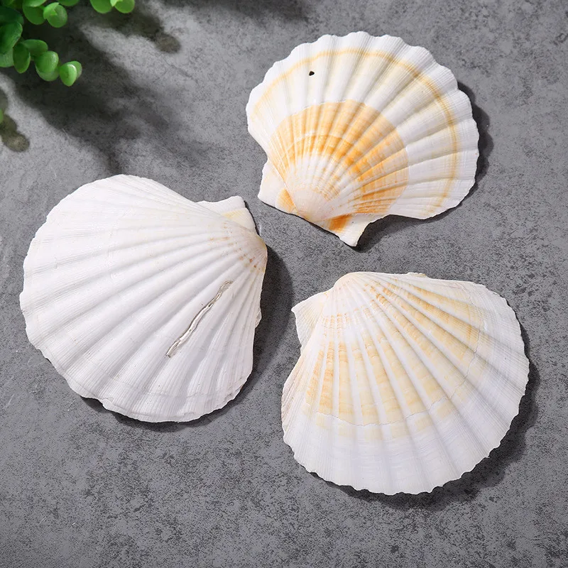 1 шт. натуральная раковина большая белая украшение ремесла в средиземноморском