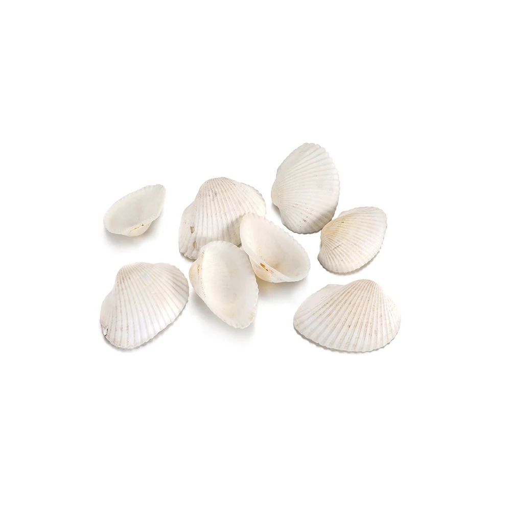 Раковины из натуральных морских ракушек инструмент для розлива стиль