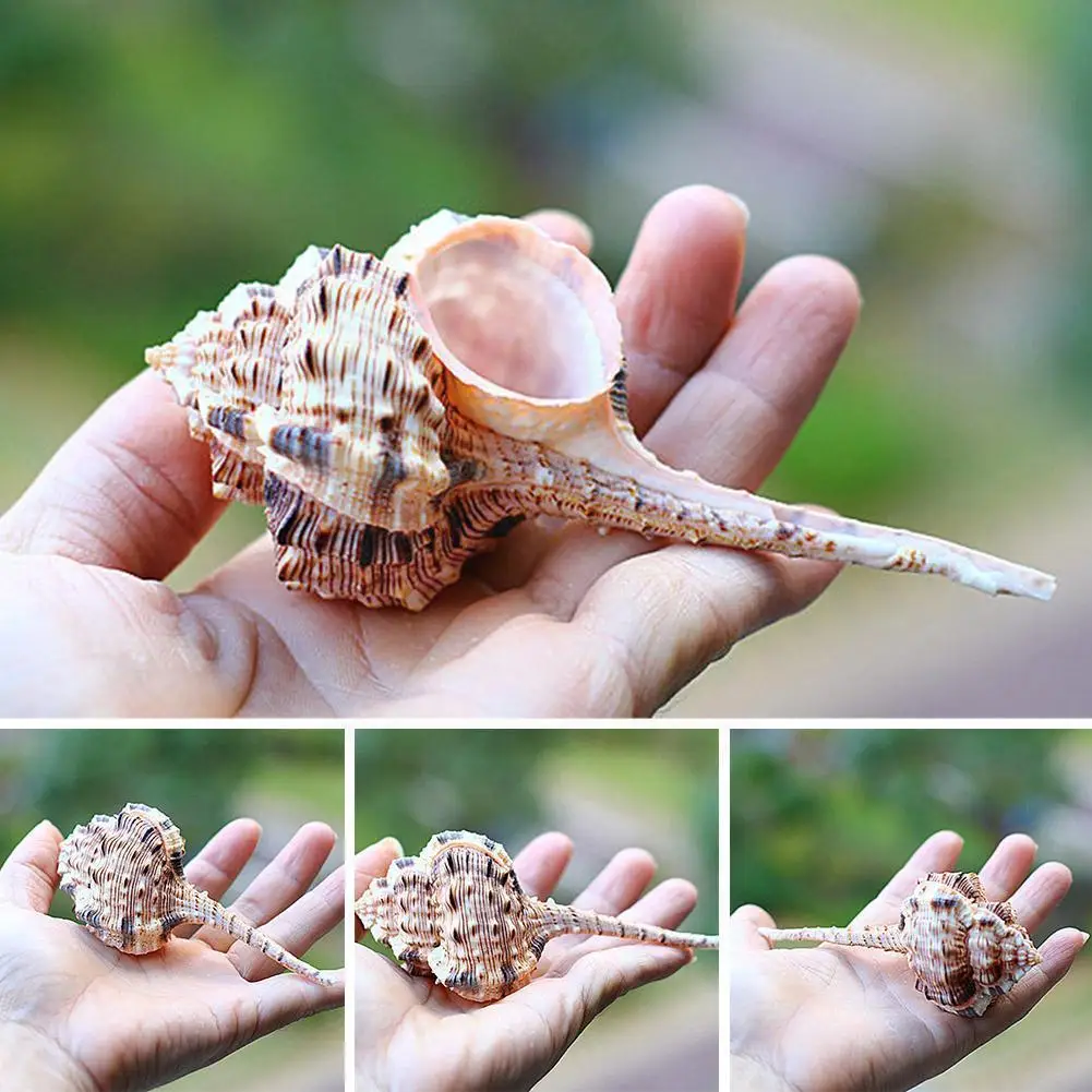 

10-12cm Brown Natural Pipe Snipe Skull Snail Aquarium Ornament Coral Landscaping Sea Decor Conch Cockle Fish Gif O7i4