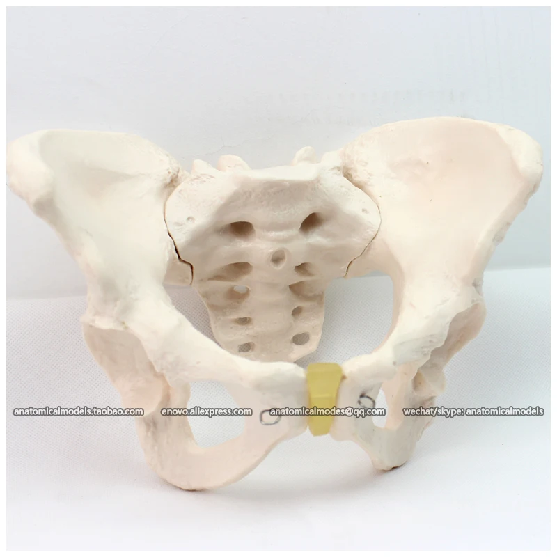 12340/таз женский медицинская анатомическая человеческая модель/CMAM|female pelvis model|pelvis