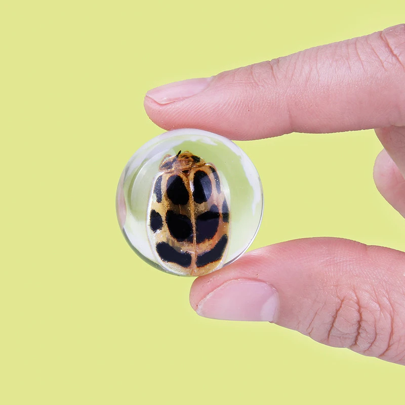 Школьное образование настоящие образцы насекомых прозрачная смола янтарная