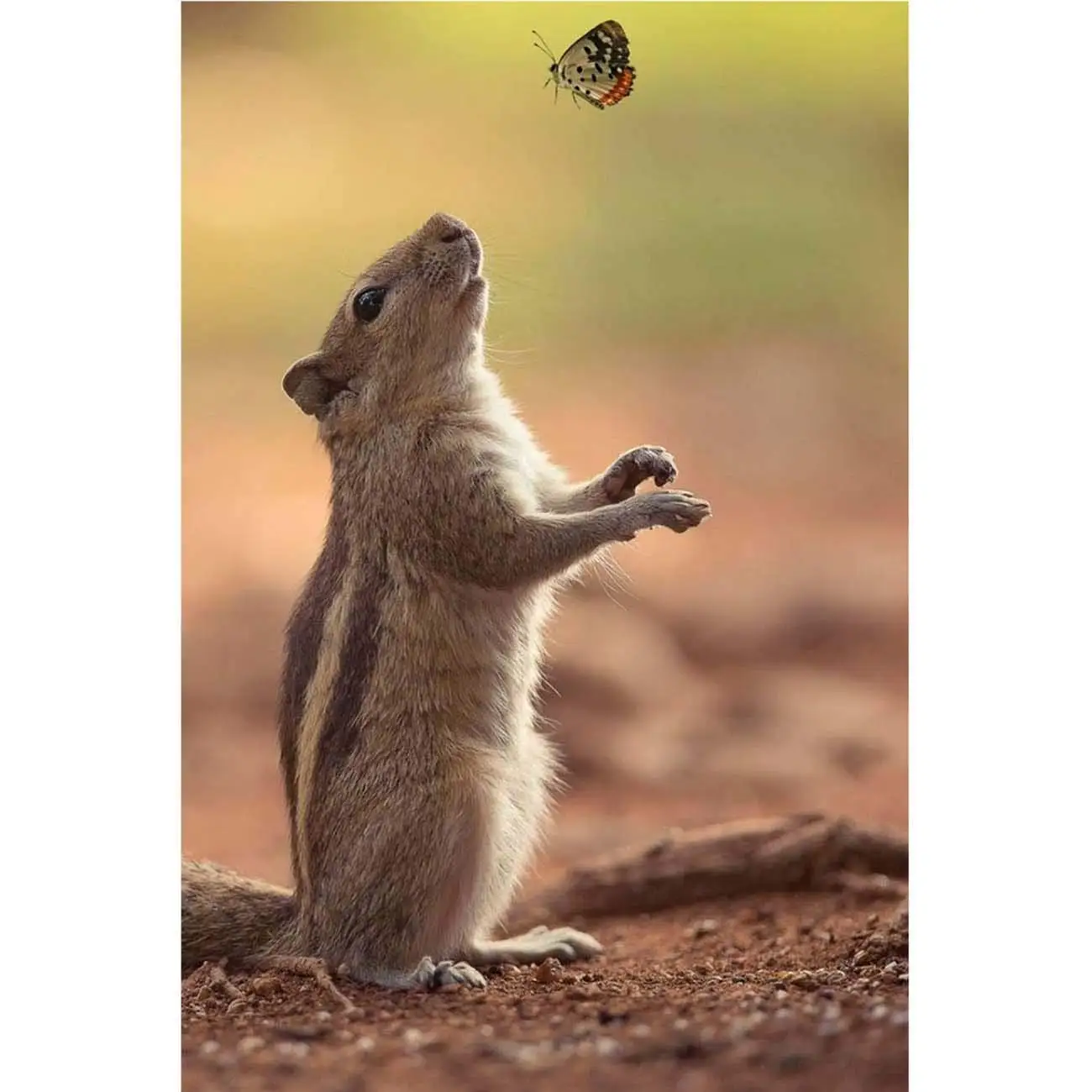 5D алмазная роспись белки и бабочки полная дрель по номерам наборы для взрослых