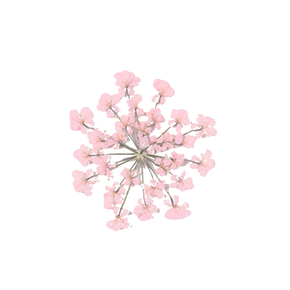 100Pcs Pressed Dried Ammi Majus Flower Epoxy Resin Nail Craft DIY Phone Decor | Красота и здоровье