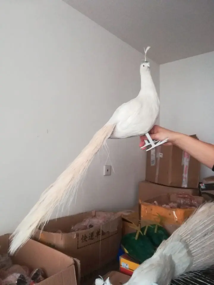 Bonito Pavo real blanco modelo de espuma y pluma hermoso Pavo real p&aacute;jaro regalo alrededor de 80cm XD0068-2