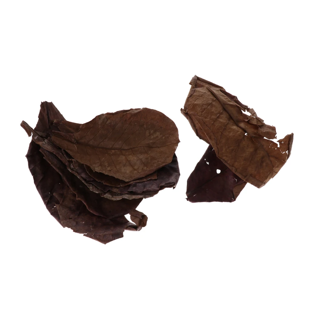 10 шт. индийский миндальный лист для живой тропической бетты аквариум природная