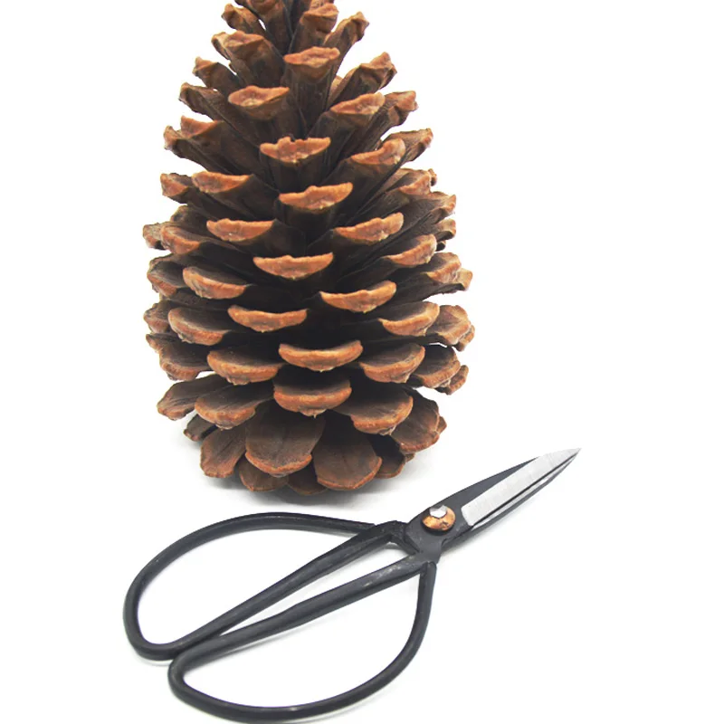 3 шт./партия ножницы из углеродистой стали 121 мм|bonsai scissors|scissors bonsaiscissors trimming |