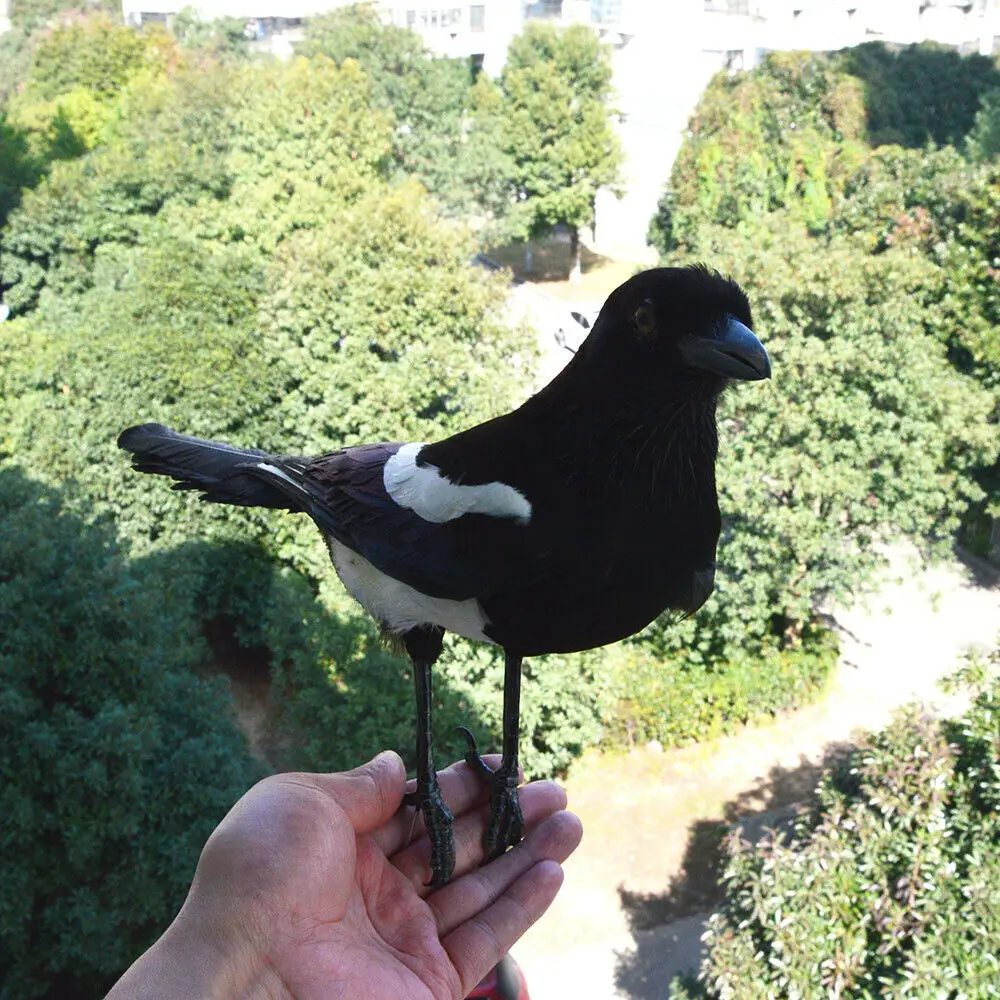 1 шт. наполнитель для аксидермии Pica pica eurasia Magpie /Common Magpie/обучение/украшение черного