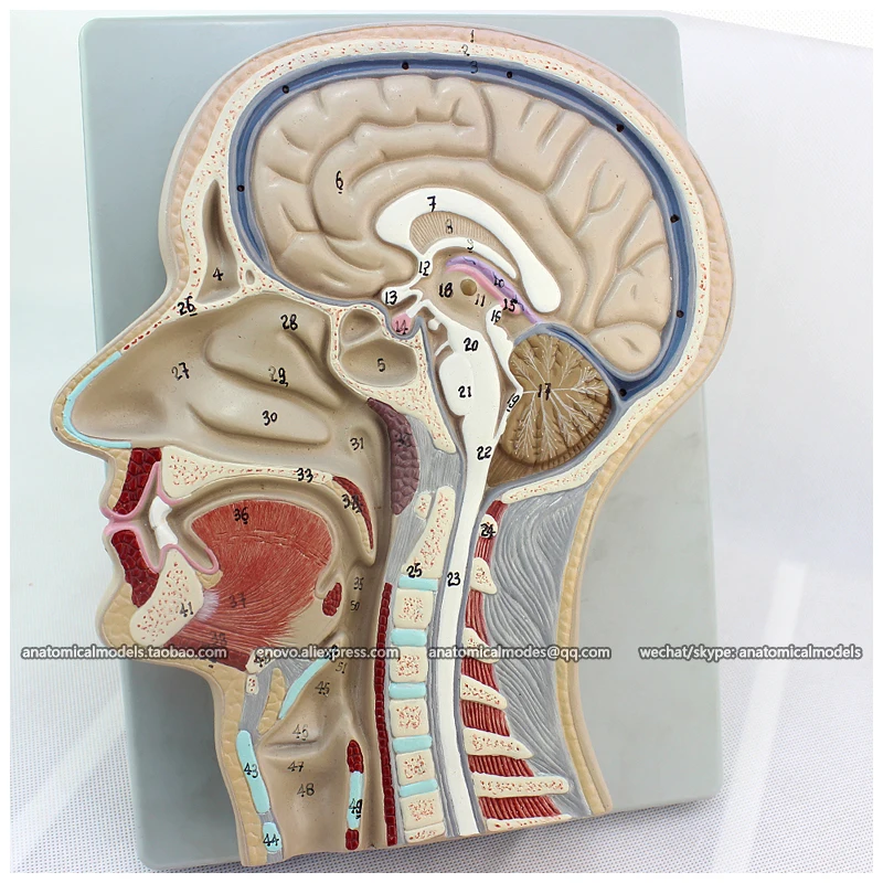 

12399 / Human Section Head Brain Anatomy Model, Medical Science Educational Teaching Anatomical Models