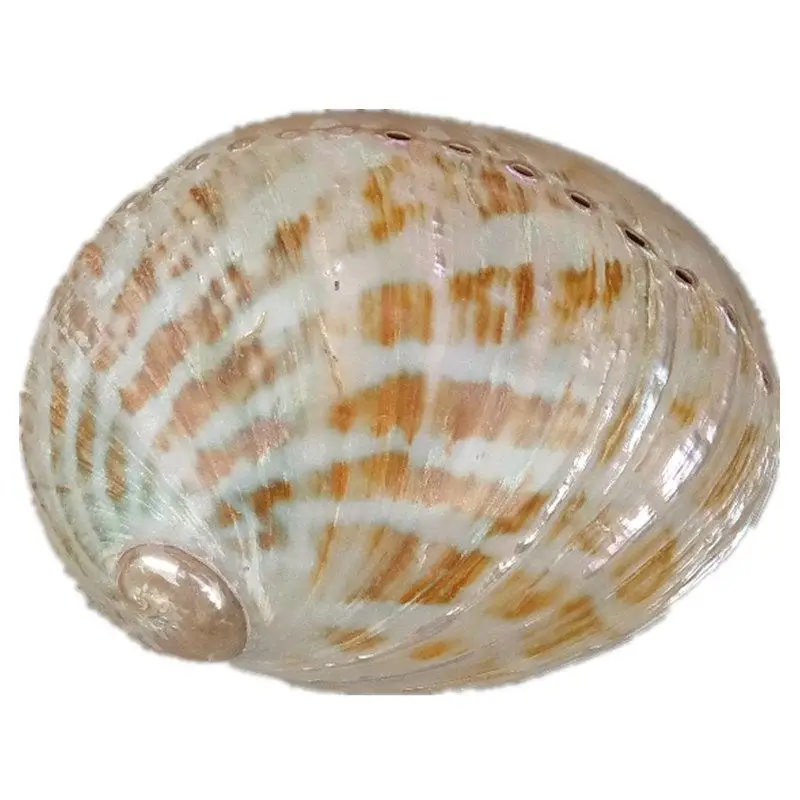 

13-15cm conch shells and colorful oversized polished abalone shell ornaments home deco