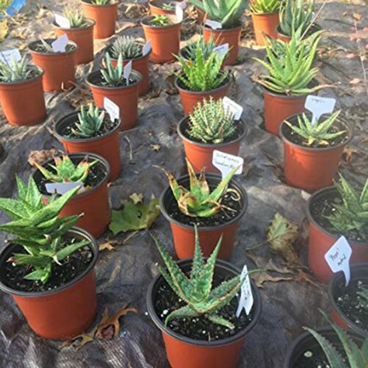 

100Pcs Gardening Label Plant Classification Sorting Sign Tag Ticket T-Shaped Plastic Succulent Plant Label Garden Decor Ornament