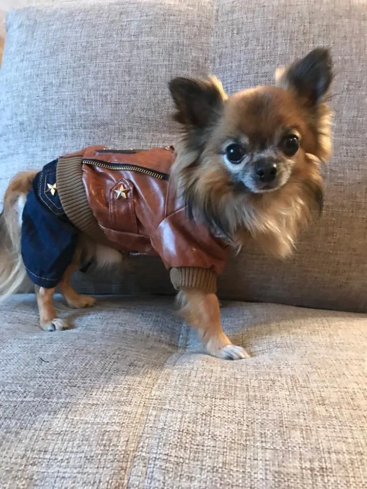 Кофе Россия в стиле панк с высоким каблуком и Стиль для домашних животных собак