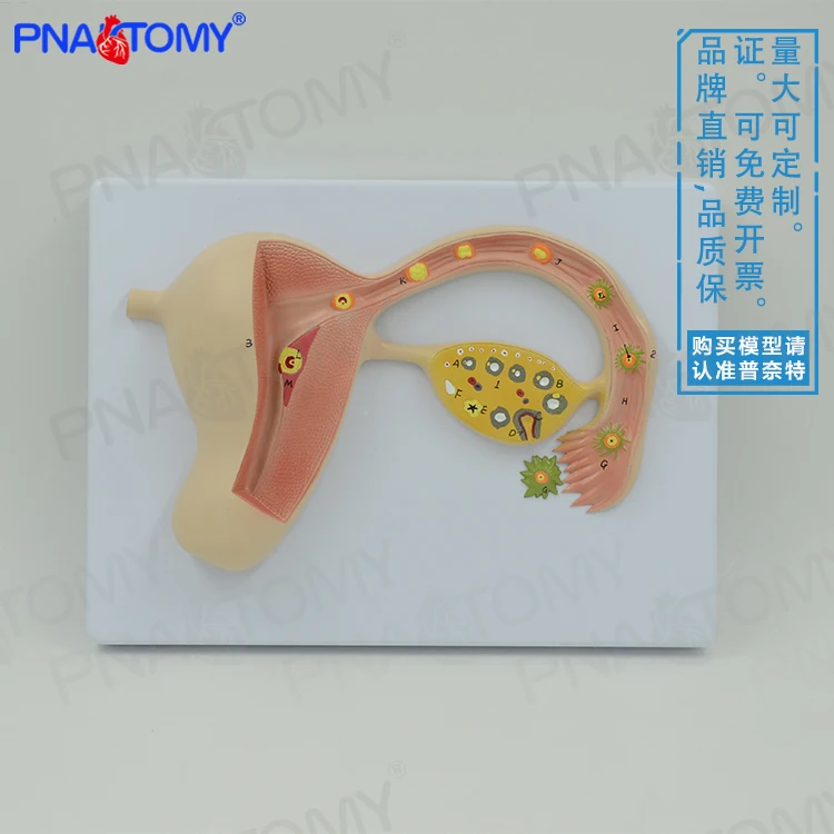 Моделирование человеческого удобрения модель анатомии яйца процесс развития
