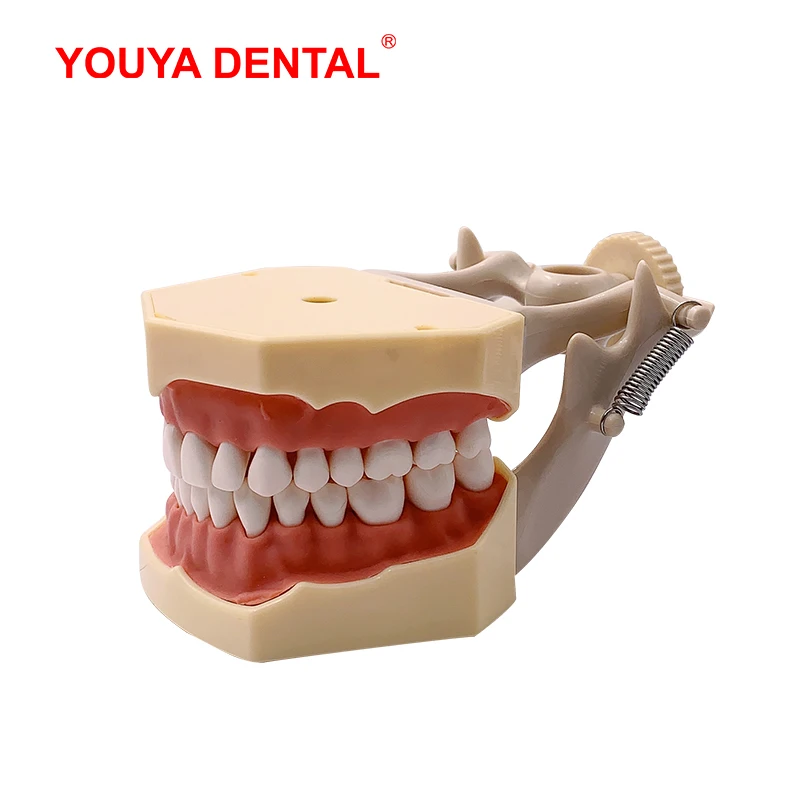 Стандартная модель зубных челюстей со съемными зубьями для обучения технику