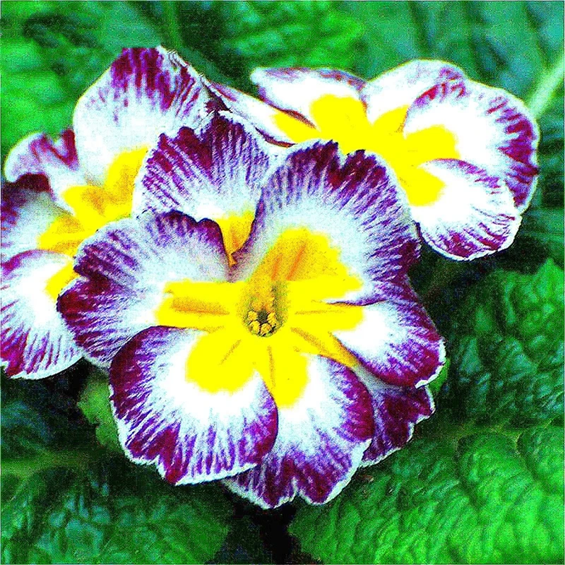 

30 шт. многолетняя Примула малакоиды, цветы, шкаф для ванной комнаты, натуральное сладкое растение, садовая мебель для дома