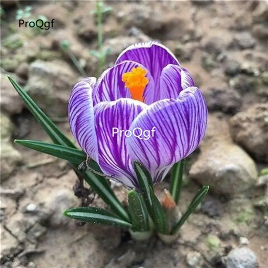 11 Ngryise 10 шт. в комплекте - Color: 11