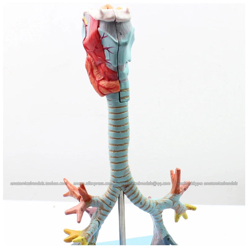 

CMAM/12502 Larynx,Trachea and Bronchial Tree Model, Human Respiratory System Medical Teaching Anatomical Model