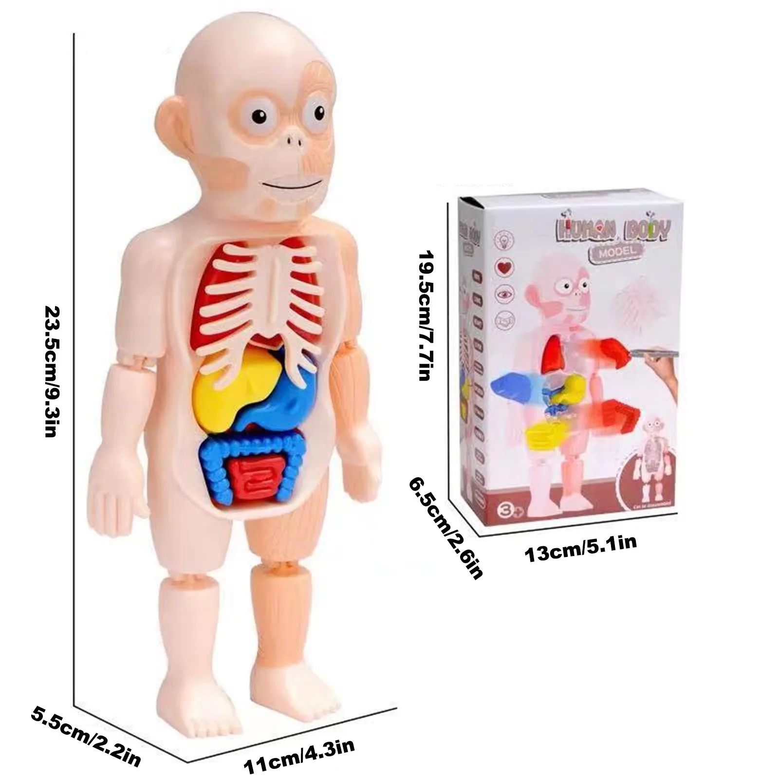 

Learning Resources Human Body Model Science Classroom Demonstration Tools Realistic Human Anatomy Display Grades 3+ Ages 12Pcs