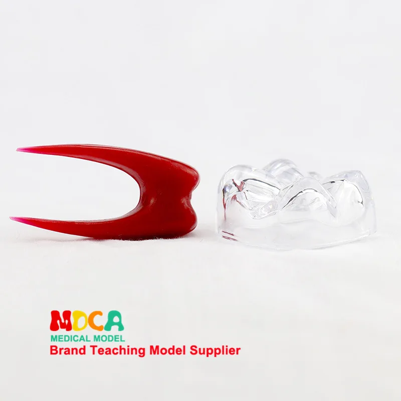 Анатомическая модель зубов стоматологические аксессуары съемное украшение