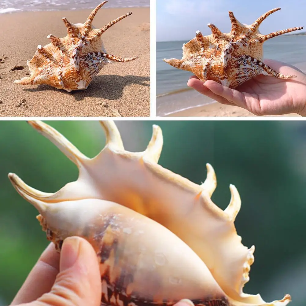 

Натуральные ракушки, гептагональные ракушки с улиткой, паук, улитка, аквариум, хризантемы, ракушки с улиткой, украшение, тысяча улитки Han T1V4