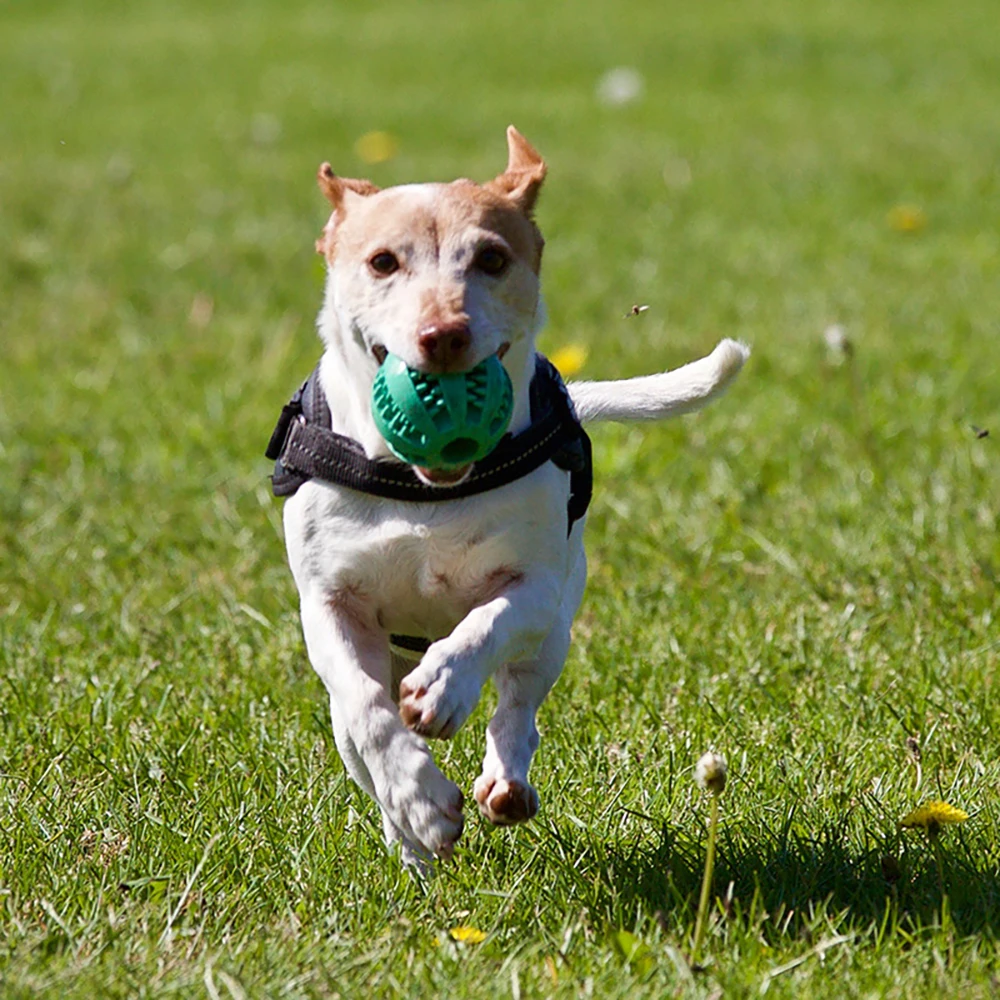 Мяч игрушечный нетоксичный для собак щенков кошек собак|Игрушки собак| |