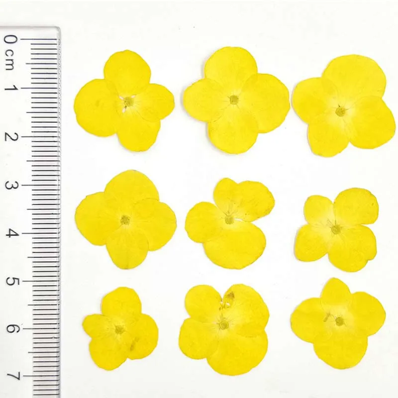 Арт Бумага орнамент настоящие прессованные цветы 1 5-2 см гортензии для