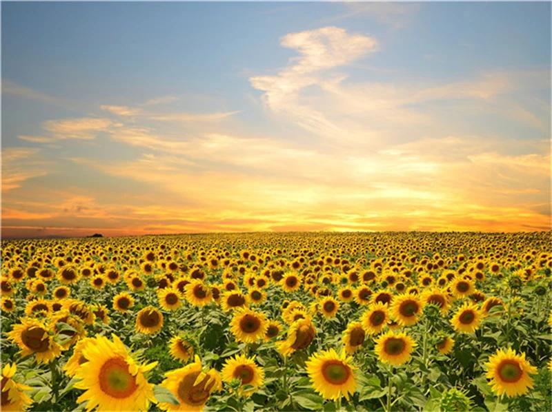 

Набор для рисования по номерам, 40 х50 см