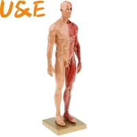 30cm resin human body muscle statue sculpture human anatomical anatomy skeleton medical artist drawing tools supplies