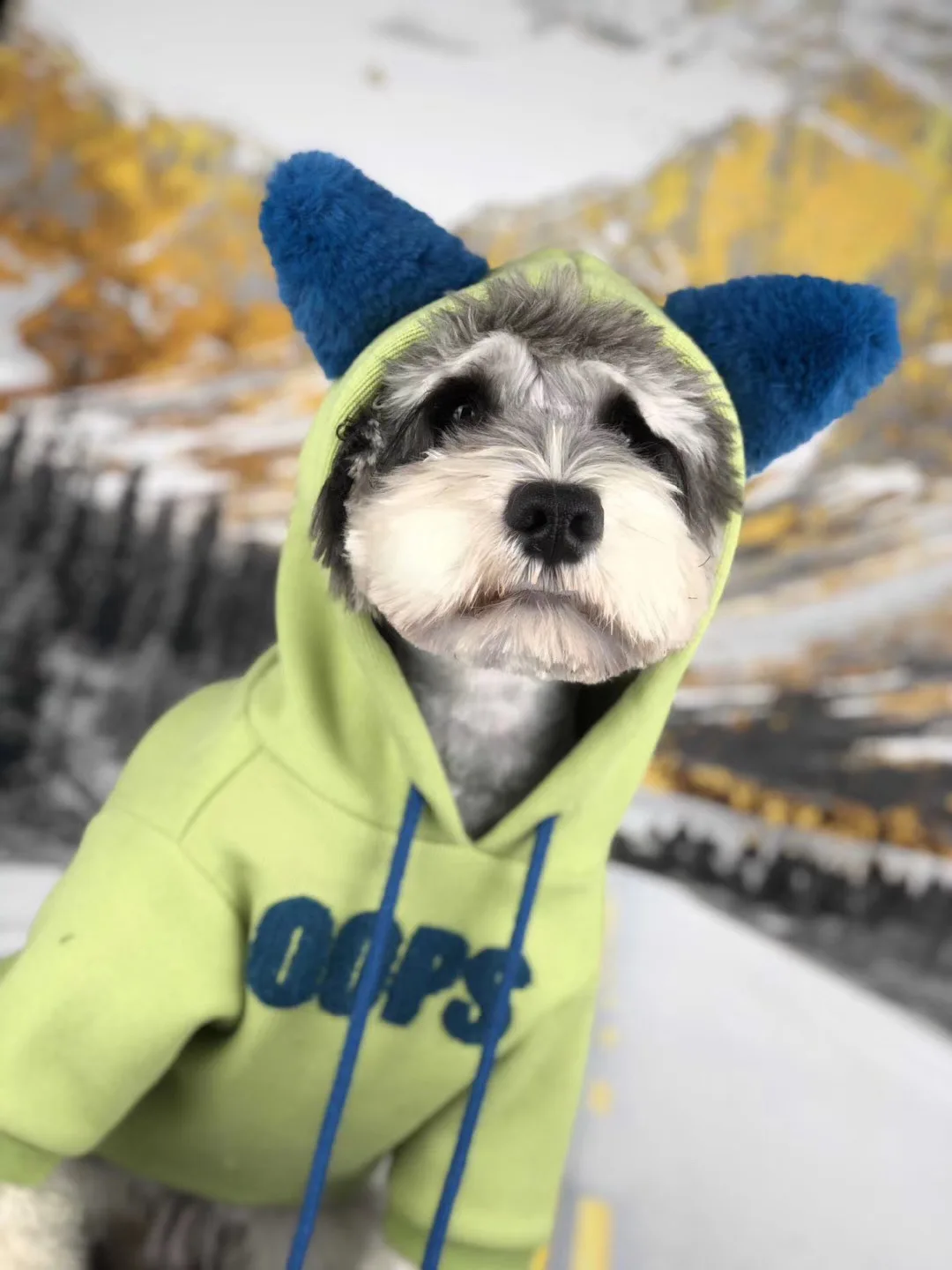 

celebrity dog autumn and winter fashion clothes fighting than bear Schnauzer Teddy Chai dog Keji small and medium-sized dog cat