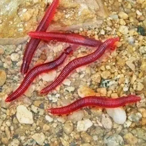 

50 Pcs Artificial Earthworm Fishing Lures Earthworm Red Worm Lures Carp Baits Lure Soft Fishing Bait Tackle