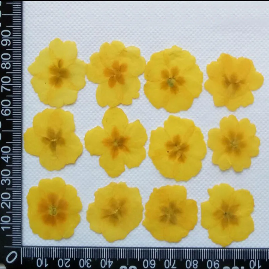 120 шт прессованный высушенный желтый/синий Jasminum Nudiflorum Цветочные растения