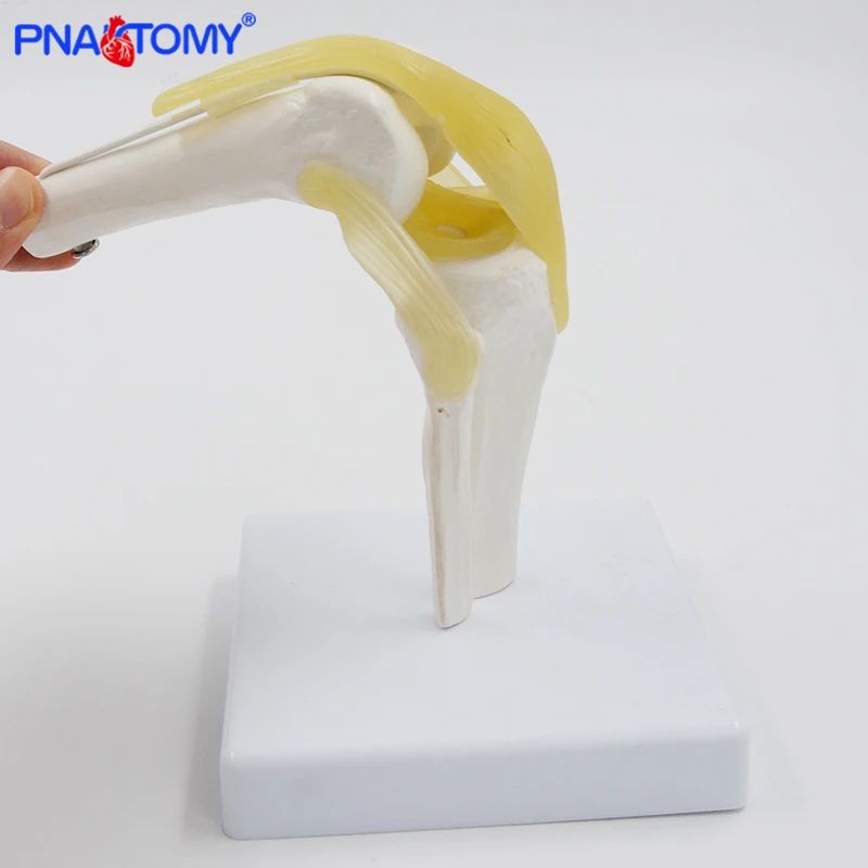 

Mini Human Hip Joint Model Flexible Knee Anatomical Model Medical Demonstration Gift Educational Tool Skeleton PNATOMY